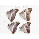 Parasarpa dudu ssp. China, Tibet, Linzhi, Motuo county, Hanmi. 4M. Nymp-Othe-18013.
