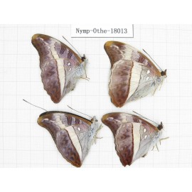 Parasarpa dudu ssp. China, Tibet, Linzhi, Motuo county, Hanmi. 4M. Nymp-Othe-18013.