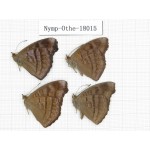 Pseudergolis wedah ssp. China, Tibet, Linzhi, Motuo county, Hanmi. 4M. Nymp-Othe-18015.