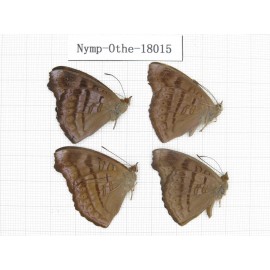 Pseudergolis wedah ssp. China, Tibet, Linzhi, Motuo county, Hanmi. 4M. Nymp-Othe-18015.
