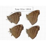 Pseudergolis wedah ssp. China, Tibet, Linzhi, Motuo county, Hanmi. 4M. Nymp-Othe-18016.