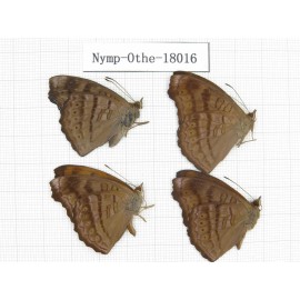 Pseudergolis wedah ssp. China, Tibet, Linzhi, Motuo county, Hanmi. 4M. Nymp-Othe-18016.