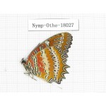 Cethosia biblis ssp. China, Tibet, Linzhi, Motuo county, Hanmi. 1M. Nymp-Othe-18027.