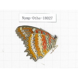 Cethosia biblis ssp. China, Tibet, Linzhi, Motuo county, Hanmi. 1M. Nymp-Othe-18027.