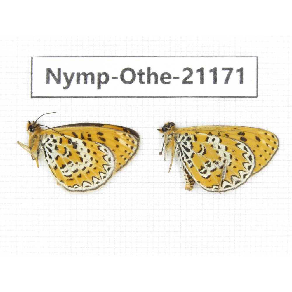Melitaea yuenty. China, Tibet, Qamdo, Gongjue county. 2M. Nymp-Othe-21171.