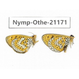 Melitaea yuenty. China, Tibet, Qamdo, Gongjue county. 2M. Nymp-Othe-21171.