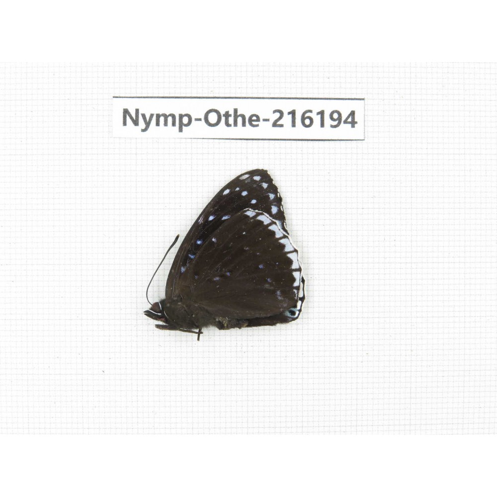 Stibochiona nicea. China, Tibet, Qamdo, Mt.Zonglashan.1M. Nymp-Othe-216194.