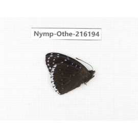 Stibochiona nicea. China, Tibet, Qamdo, Mt.Zonglashan.1M. Nymp-Othe-216194.