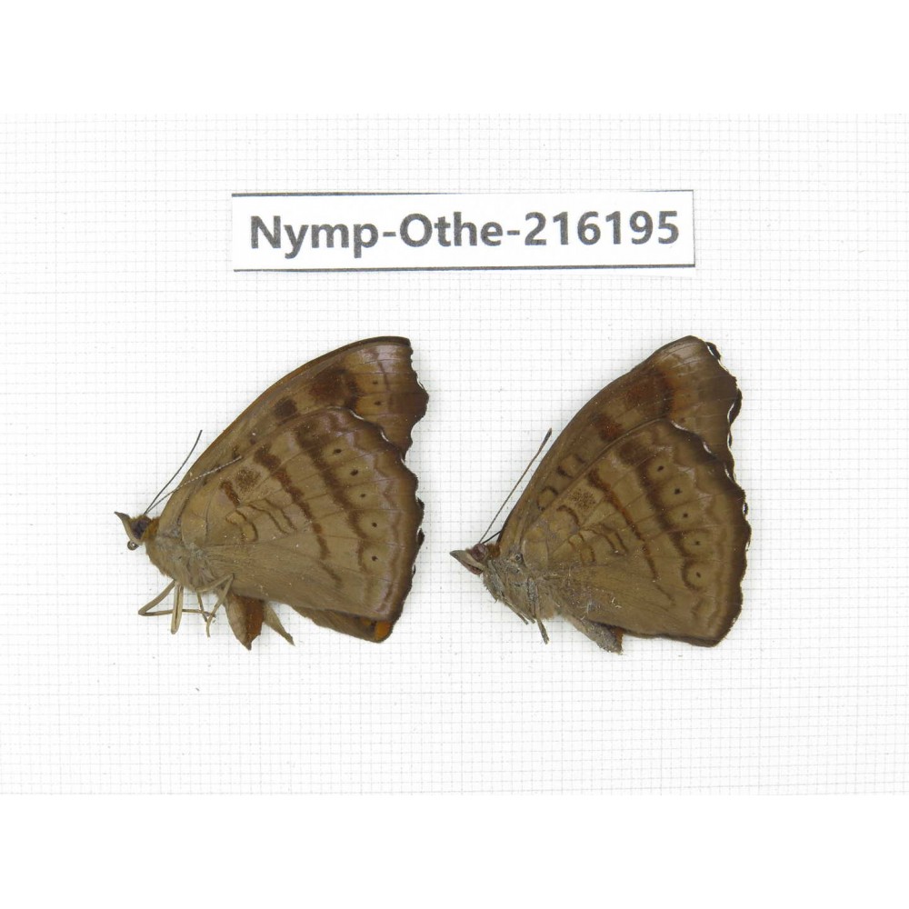 Pseudergolis wedah. China, Tibet, Qamdo, Mt.Zonglashan.2M. Nymp-Othe-216195.