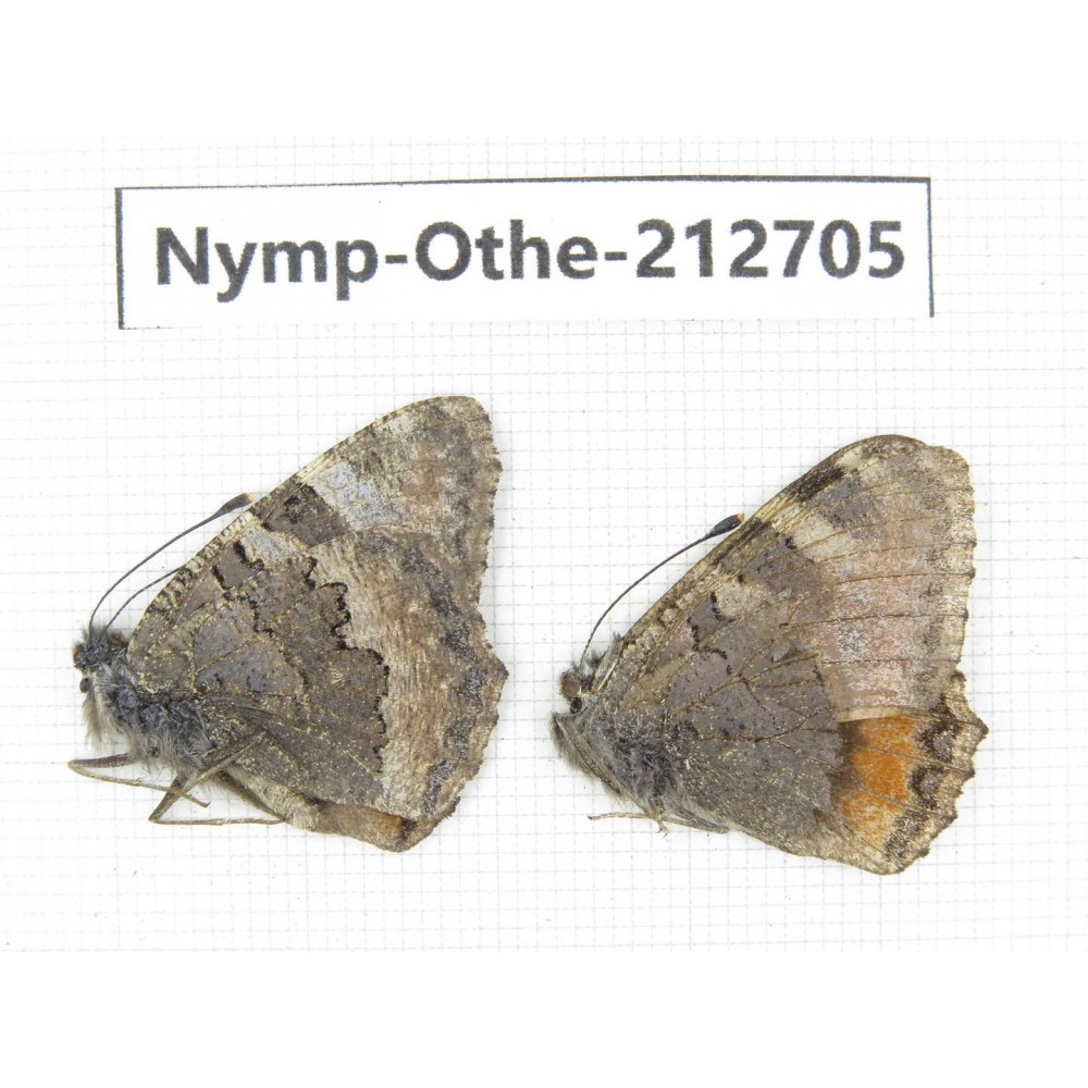 Aglais ladakensis. China, Tibet, Xigaze, Saga county. 2M. Nymp-Othe-212705.