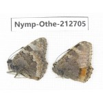 Aglais ladakensis. China, Tibet, Xigaze, Saga county. 2M. Nymp-Othe-212705.