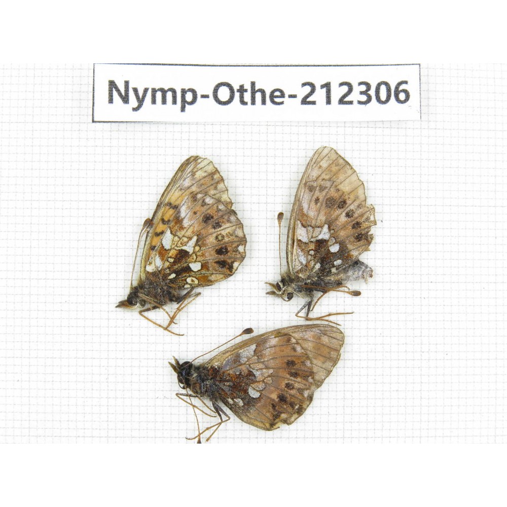 Clossiana sp. China, Xinjiang, Buerjin county, Hemu. 2M1F. Nymp-Othe-212306.