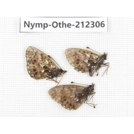 Clossiana sp. China, Xinjiang, Buerjin county, Hemu. 2M1F. Nymp-Othe-212306.