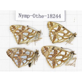 Issoria lathonia ssp. China, Xinjiang, Hejing county, Gongnaisi pass. 4M. Nymp-Othe-18244.