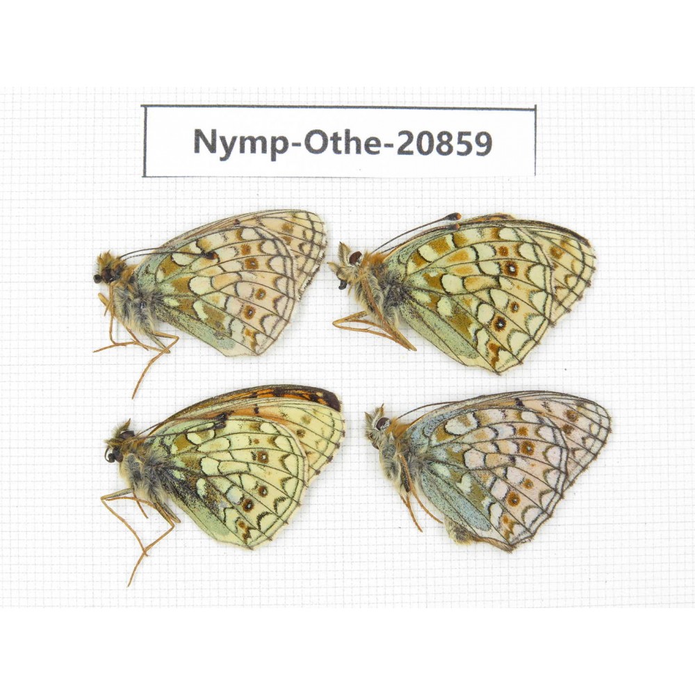 Fabriciana niobe ssp. China, Xinjiang, N of Hami. 4M. Nymp-Othe-20859.