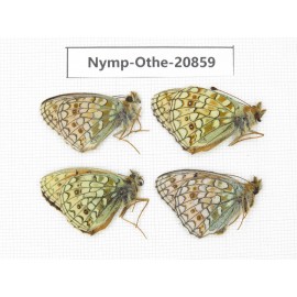 Fabriciana niobe ssp. China, Xinjiang, N of Hami. 4M. Nymp-Othe-20859.