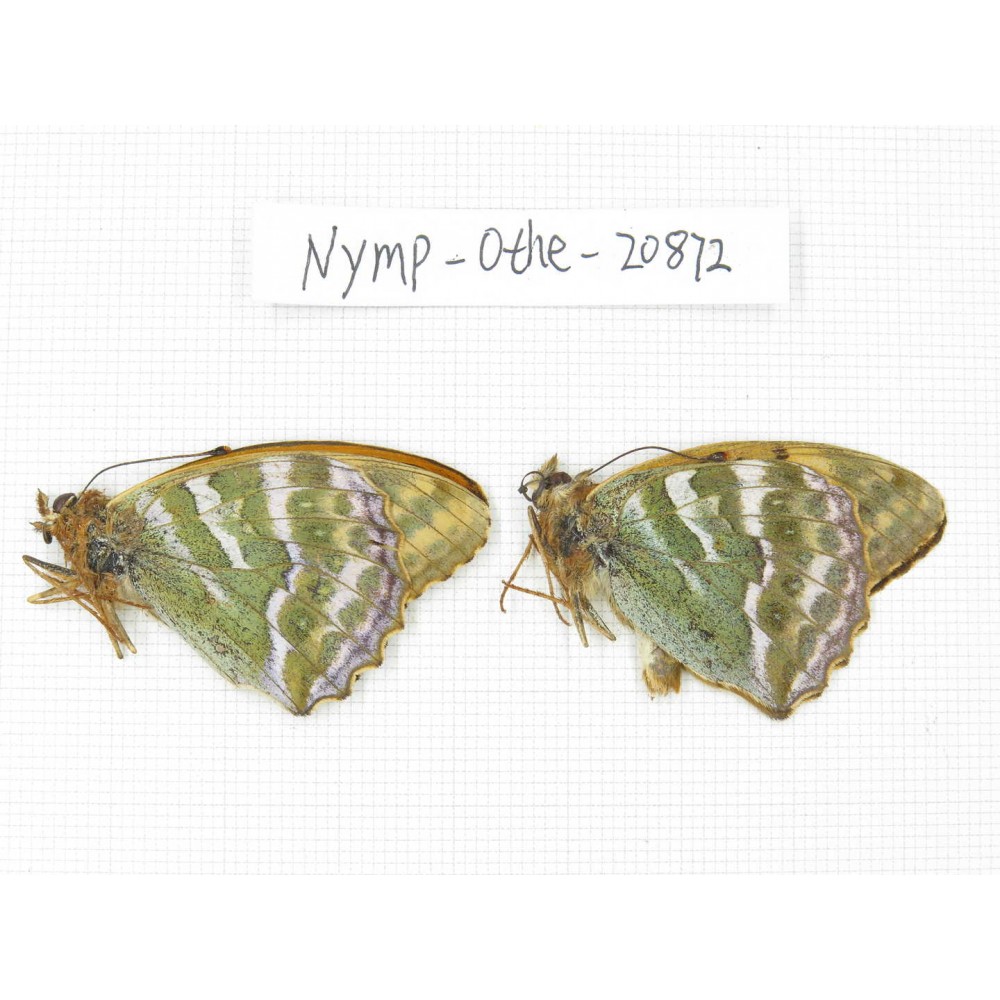 Argynnis pophia ssp. China, Xinjiang, Shihezi. 2M. Nymp-Othe-20872.