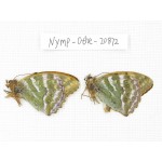 Argynnis pophia ssp. China, Xinjiang, Shihezi. 2M. Nymp-Othe-20872.