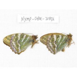 Argynnis pophia ssp. China, Xinjiang, Shihezi. 2M. Nymp-Othe-20872.