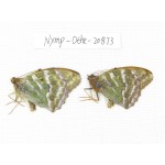 Argynnis pophia ssp. China, Xinjiang, Shihezi. 2M. Nymp-Othe-20873.