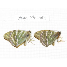 Argynnis pophia ssp. China, Xinjiang, Shihezi. 2M. Nymp-Othe-20873.