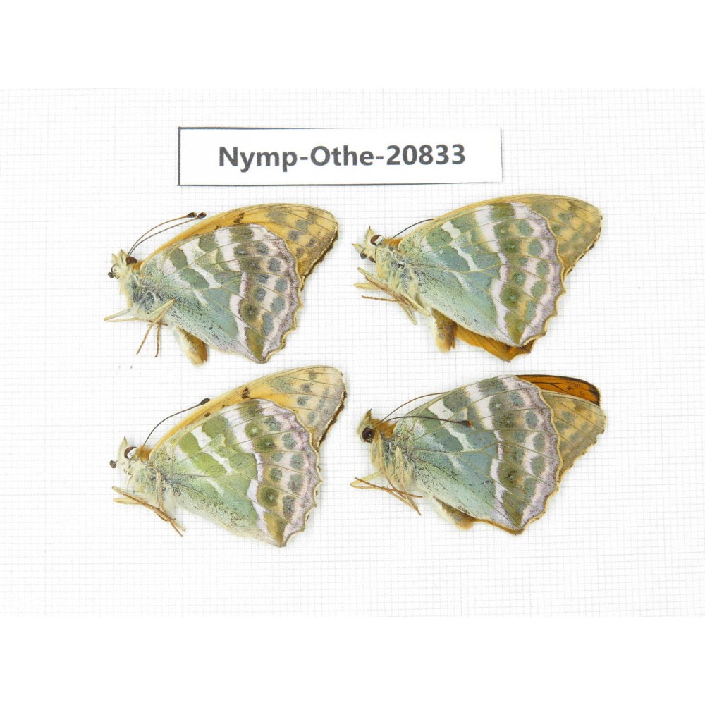 Argynnis pophia ssp. China, Xinjiang, Tacheng area, Yumin county. 4M. Nymp-Othe-20833.