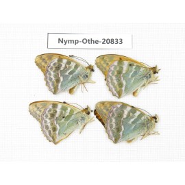 Argynnis pophia ssp. China, Xinjiang, Tacheng area, Yumin county. 4M. Nymp-Othe-20833.