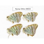 Argynnis pophia ssp. China, Xinjiang, Tacheng area, Yumin county. 4M. Nymp-Othe-20834.