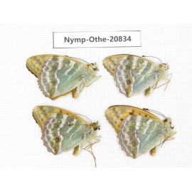 Argynnis pophia ssp. China, Xinjiang, Tacheng area, Yumin county. 4M. Nymp-Othe-20834.