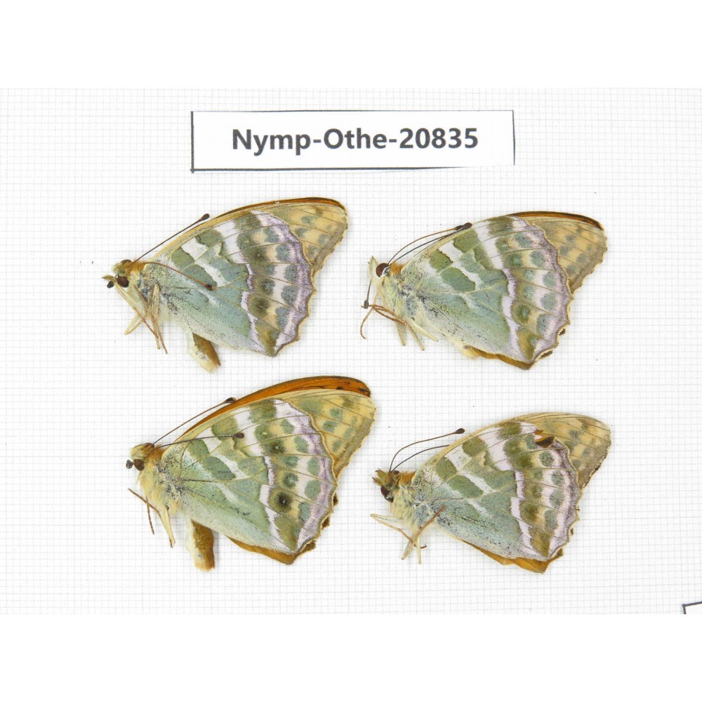 Argynnis pophia ssp. China, Xinjiang, Tacheng area, Yumin county. 4M. Nymp-Othe-20835.