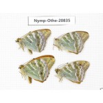 Argynnis pophia ssp. China, Xinjiang, Tacheng area, Yumin county. 4M. Nymp-Othe-20835.