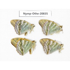 Argynnis pophia ssp. China, Xinjiang, Tacheng area, Yumin county. 4M. Nymp-Othe-20835.