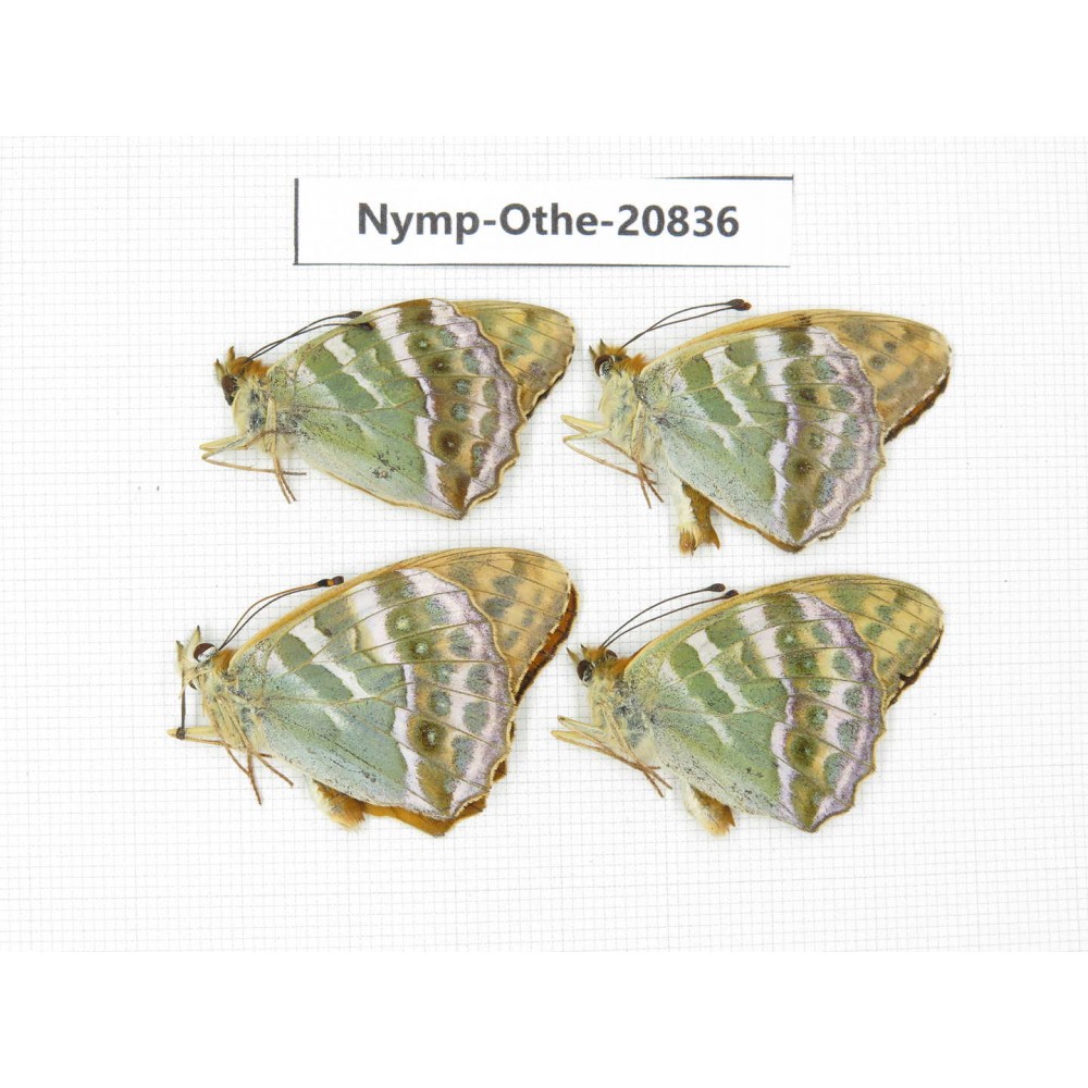 Argynnis pophia ssp. China, Xinjiang, Tacheng area, Yumin county. 4M. Nymp-Othe-20836.