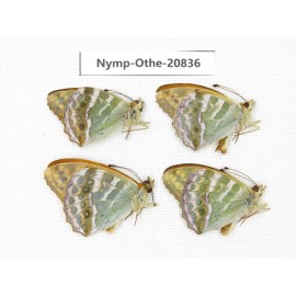 Argynnis pophia ssp. China, Xinjiang, Tacheng area, Yumin county. 4M. Nymp-Othe-20836.