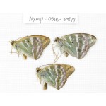 Argynnis pophia ssp. China, Xinjiang, Tacheng area, Yumin county. 3M. Nymp-Othe-20874.