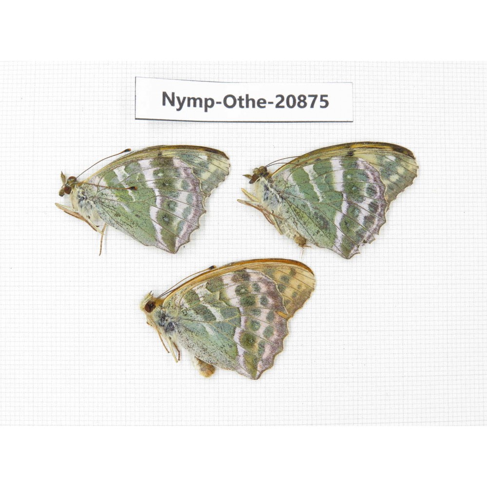 Argynnis pophia ssp. China, Xinjiang, Tacheng area, Yumin county. 3M. Nymp-Othe-20875.