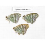 Argynnis pophia ssp. China, Xinjiang, Tacheng area, Yumin county. 3M. Nymp-Othe-20875.