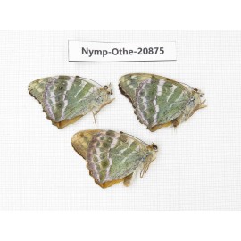 Argynnis pophia ssp. China, Xinjiang, Tacheng area, Yumin county. 3M. Nymp-Othe-20875.