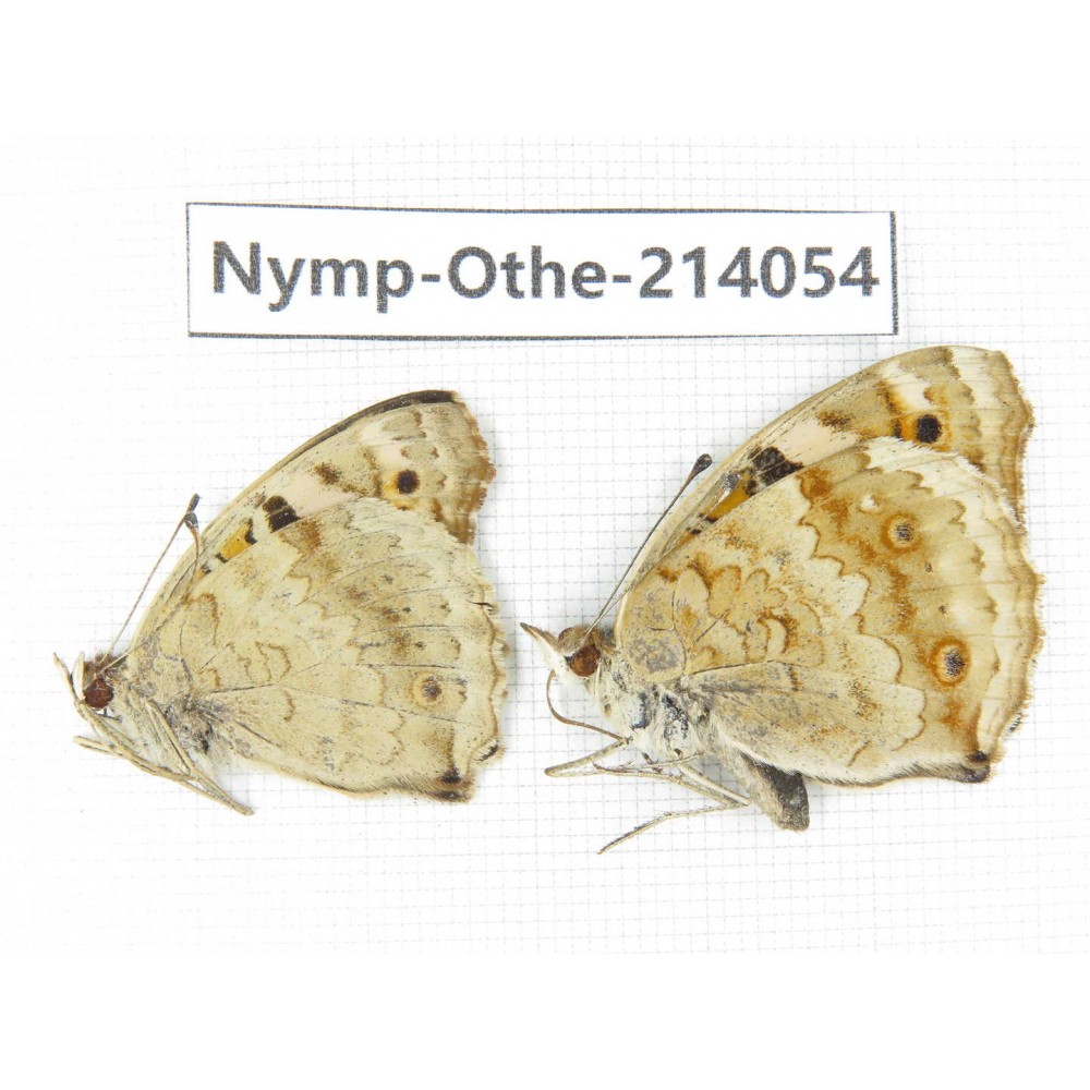 Junonia orithya ssp. China, Yunnan, Dali area, C of Mt.Cangshan. 1P. Nymp-Othe-214054.