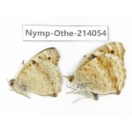 Junonia orithya ssp. China, Yunnan, Dali area, C of Mt.Cangshan. 1P. Nymp-Othe-214054.