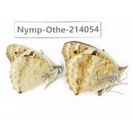 Junonia orithya ssp. China, Yunnan, Dali area, C of Mt.Cangshan. 1P. Nymp-Othe-214054.