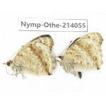 Junonia orithya ssp. China, Yunnan, Dali area, C of Mt.Cangshan. 1P. Nymp-Othe-214055.