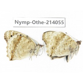 Junonia orithya ssp. China, Yunnan, Dali area, C of Mt.Cangshan. 1P. Nymp-Othe-214055.