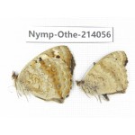 Junonia orithya ssp. China, Yunnan, Dali area, C of Mt.Cangshan. 1P. Nymp-Othe-214056.