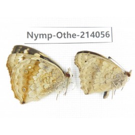 Junonia orithya ssp. China, Yunnan, Dali area, C of Mt.Cangshan. 1P. Nymp-Othe-214056.