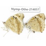 Junonia orithya ssp. China, Yunnan, Dali area, C of Mt.Cangshan. 1P. Nymp-Othe-214057.