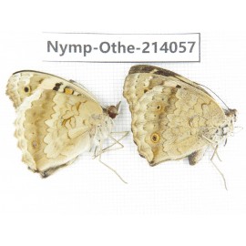 Junonia orithya ssp. China, Yunnan, Dali area, C of Mt.Cangshan. 1P. Nymp-Othe-214057.