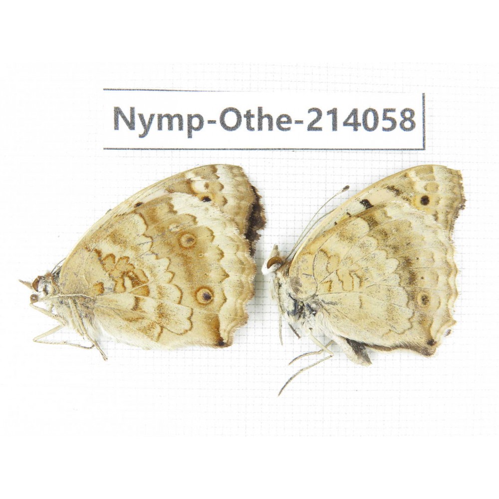 Junonia orithya ssp. China, Yunnan, Dali area, C of Mt.Cangshan. 1P. Nymp-Othe-214058.