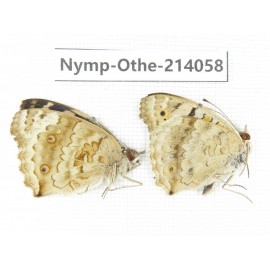 Junonia orithya ssp. China, Yunnan, Dali area, C of Mt.Cangshan. 1P. Nymp-Othe-214058.