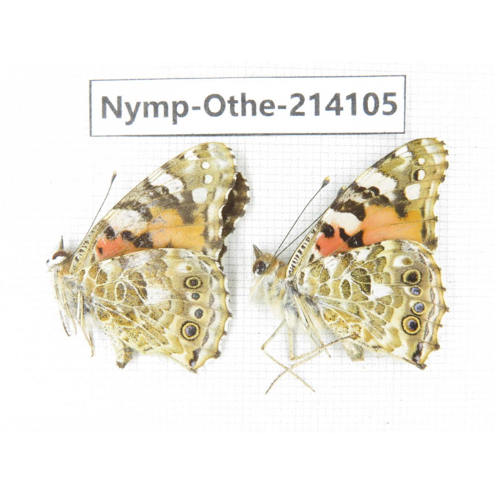 Vanessa cardui ssp. China, Yunnan, Dali area, C of Mt.Cangshan. 1P. Nymp-Othe-214105.